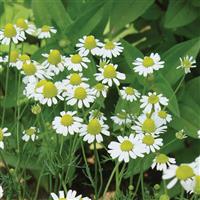 German Chamomile