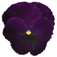 Spring Matrix™ Purple Pansy
