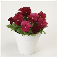 Spring Matrix™ Rose Pansy