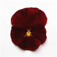 Spring Matrix™ Scarlet Pansy