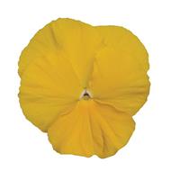 Spring Matrix™ Yellow Pansy