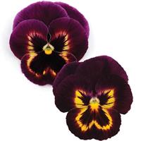 Spring Matrix™ Sangria Pansy