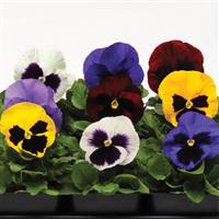Spring Matrix™ Blotch Mixture Pansy