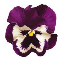 Spring Matrix™ Purple & White Pansy