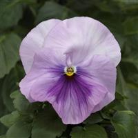 Spring Matrix™ Light Pink Shades Pansy