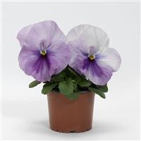 Spring Matrix™ Light Pink Shades Pansy