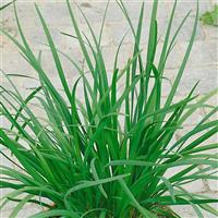 Garlic Geisha Chives