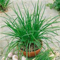 Garlic Geisha Chives