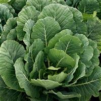 Top Bunch 2.0 Collards
