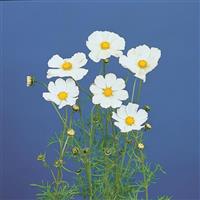 Afternoon White Cosmos