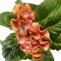 Clubs Cocktail Cut Flower Celosia