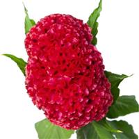 Coral Diamond Cut Flower Celosia