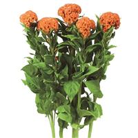 Orange Queen Cut Flower Celosia