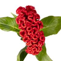 Red Ace Cut Flower Celosia