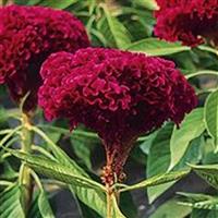Red Toreador Cut Flower Celosia