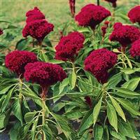 Red Toreador Cut Flower Celosia