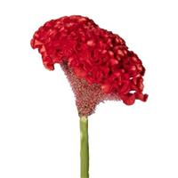 Smashing Red Cut Flower Celosia