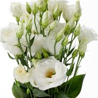 Cessna 3 White Cut Flower Lisianthus