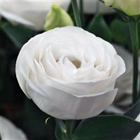 Cupid 3 White Cut Flower Lisianthus