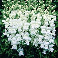 Premier White Cut Flower Snapdragon