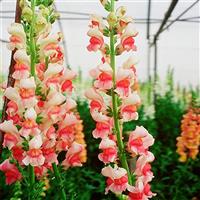 Supreme Appleblossom Cut Flower Snapdragon