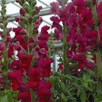 Supreme Violet Cut Flower Snapdragon