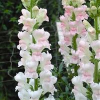Supreme Light Lavender Cut Flower Snapdragon