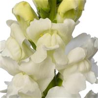 Toulon 4 White Cut Flower Snapdragon