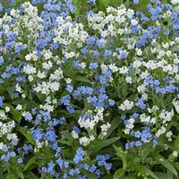 Chill Out Mix Cynoglossum