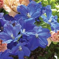 Brezza Blue Delphinium