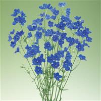 Brezza Blue Delphinium