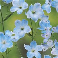 Brezza Light Blue Delphinium