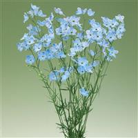 Brezza Light Blue Delphinium