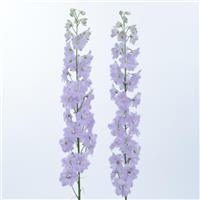 Candle Lavender Shades Delphinium