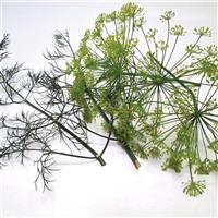Dukat Dill