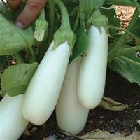 Snowy Eggplant