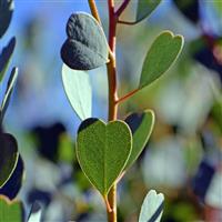 Eucalyptus websteriana
