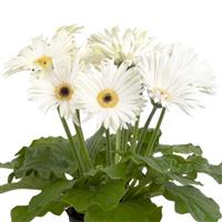 Joybera White Dark Eye Gerbera
