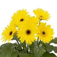 Joybera Yellow Dark Eye Gerbera