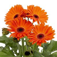 Joybera Orange Dark Eye Gerbera