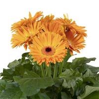 Joybera Golden Yellow Dark Eye Gerbera