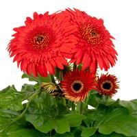 Joybera Double Scarlet Gerbera