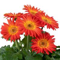 Joybera Yellow Red Gerbera