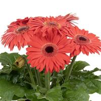 Joybera Coral Dark Eye Gerbera
