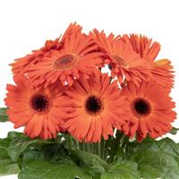 Joybera Dark Orange Dark Eye Gerbera