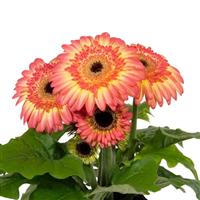 Joybera Double Sunrise Gerbera