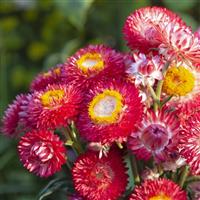 King Size Raspberry Rose Mix Helichrysum