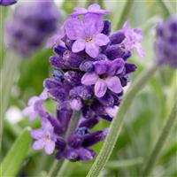 Lavandula Cleo-Patio
