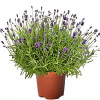 Lavandula Cleo-Patio