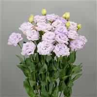 Elegance Pale Lavender Lisianthus